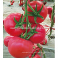 AT181 Maijin f1 hybrid pink tomato seeds for sale